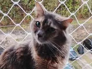 Gato raça SRD-ViraLata idade 2 a 6 meses nome Lua