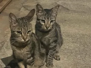 Gato raça SRD-ViraLata idade 2 a 6 meses nome sem nome 