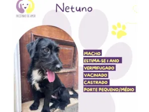Cachorro raça SRD-ViraLata idade 1 ano nome Netuno