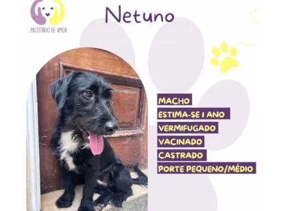 Cachorro raça SRD-ViraLata idade 1 ano nome Netuno