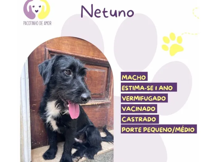 Cachorro raça SRD-ViraLata idade 1 ano nome Netuno