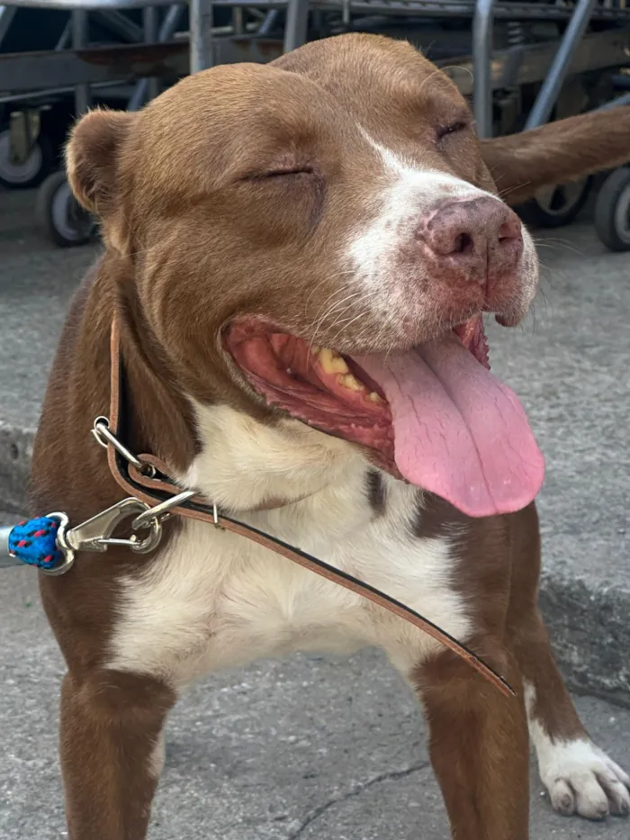 Cachorro raça Pit-Bull idade 3 anos nome Zeus
