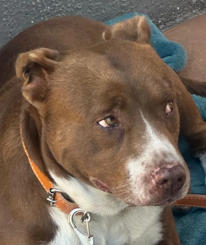 Cachorro raça Pit-Bull idade 3 anos nome Zeus