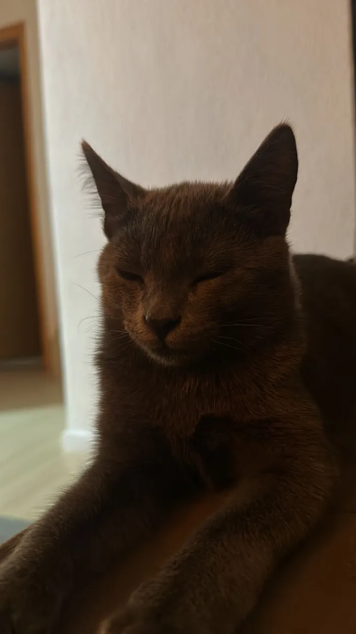 Gato raça SRD-ViraLata idade 1 ano nome Cristiano Araújo