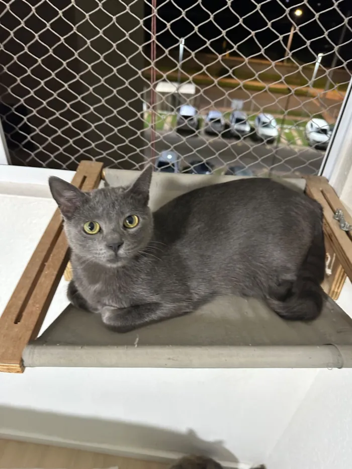 Gato raça SRD-ViraLata idade 1 ano nome Cristiano Araújo