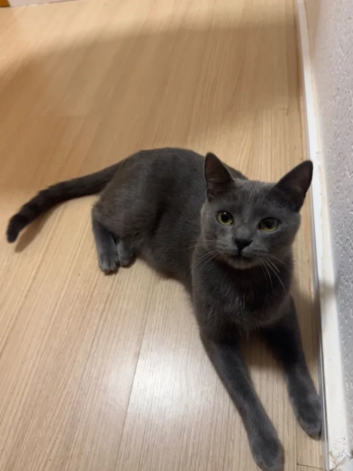 Gato raça SRD-ViraLata idade 1 ano nome Cristiano Araújo