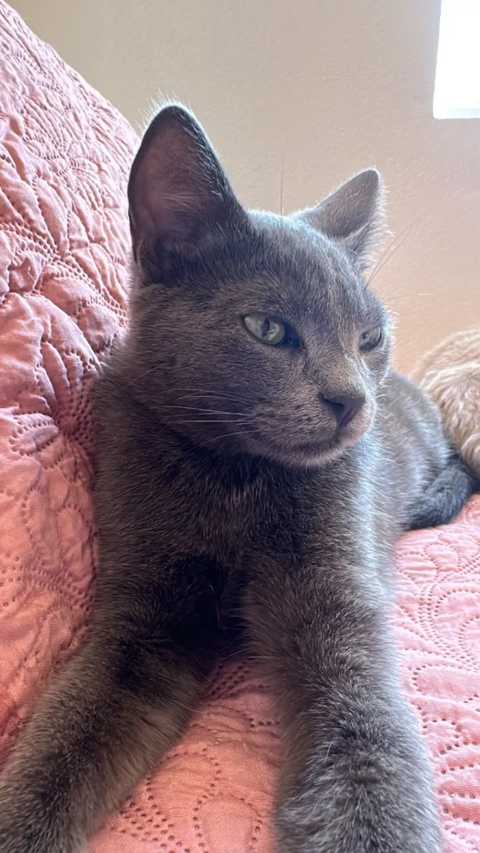 Gato raça SRD-ViraLata idade 1 ano nome Cristiano Araújo