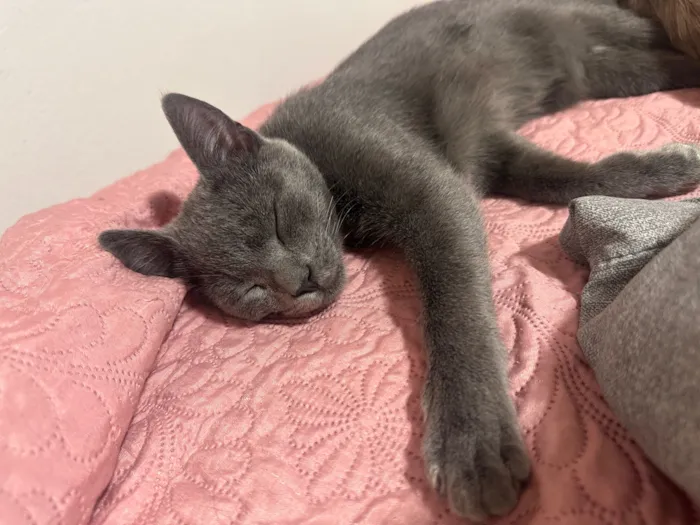 Gato raça SRD-ViraLata idade 1 ano nome Cristiano Araújo