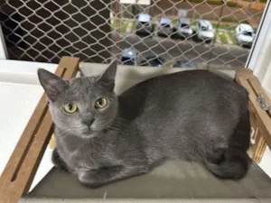 Gato raça SRD-ViraLata idade 1 ano nome Cristiano Araújo