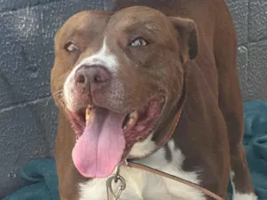 Cachorro raça Pit-Bull idade 3 anos nome Zeus