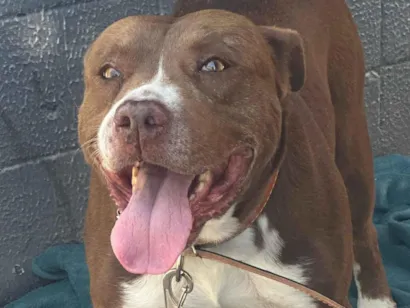Cachorro raça Pit-Bull idade 3 anos nome Zeus