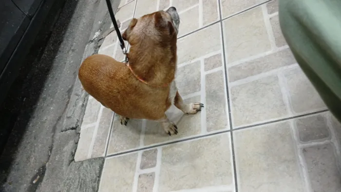 Cachorro raça Basset-Cofap idade 6 ou mais anos nome Alessandro Alves