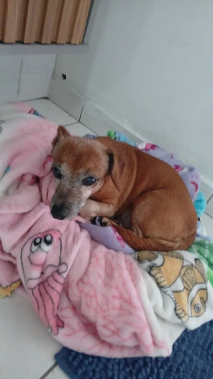 Cachorro raça SRD-ViraLata idade 6 ou mais anos nome Alessandro Alves