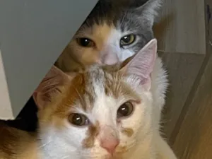 Gato raça SRD-ViraLata idade 7 a 11 meses nome Scar