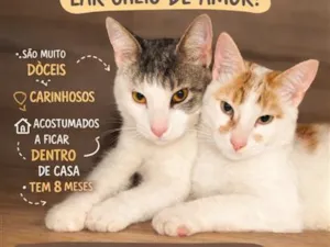 Gato raça SRD-ViraLata idade 7 a 11 meses nome Koda