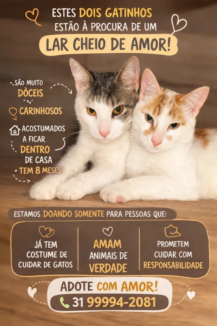 Gato raça SRD-ViraLata idade 7 a 11 meses nome Koda