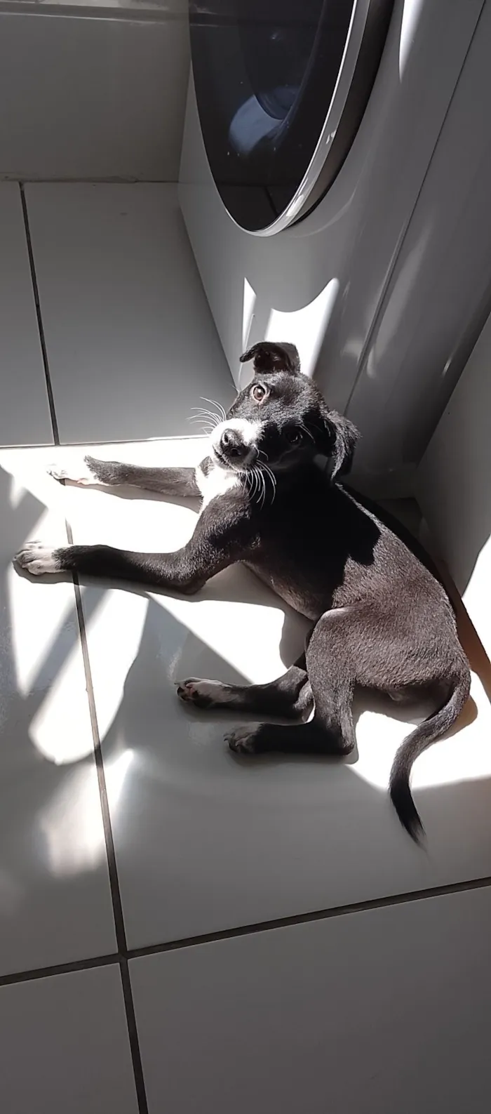 Cachorro raça SRD-ViraLata idade 2 a 6 meses nome Maya