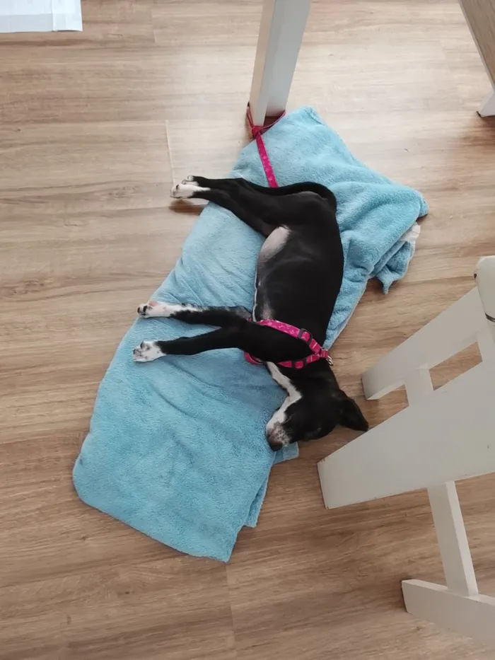 Cachorro raça SRD-ViraLata idade 2 a 6 meses nome Maya