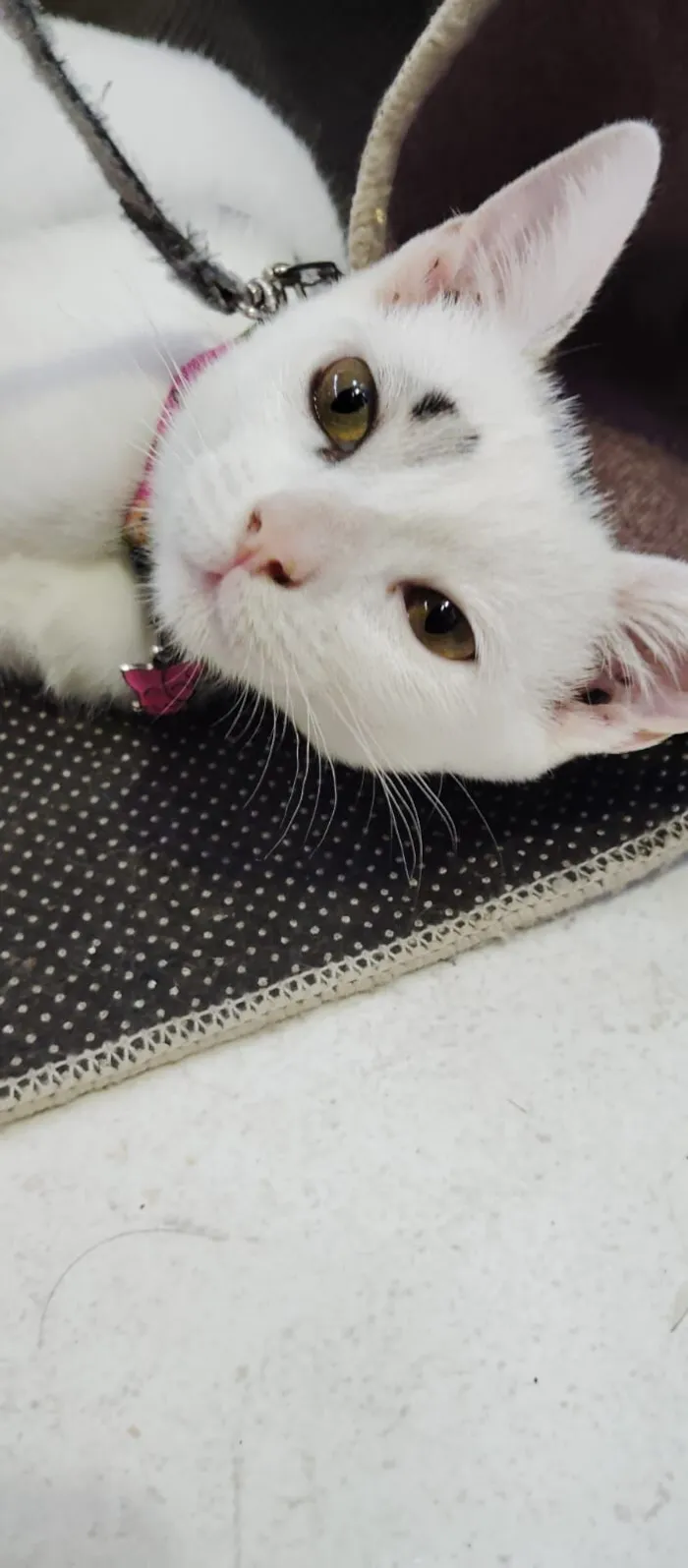 Gato raça Exótico idade 2 a 6 meses nome Zara