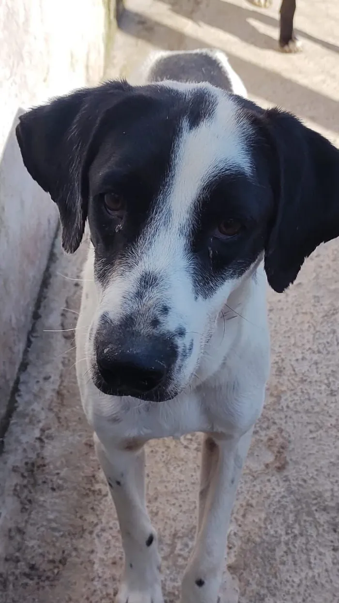 Cachorro raça SRD-ViraLata idade 4 anos nome Floquinho