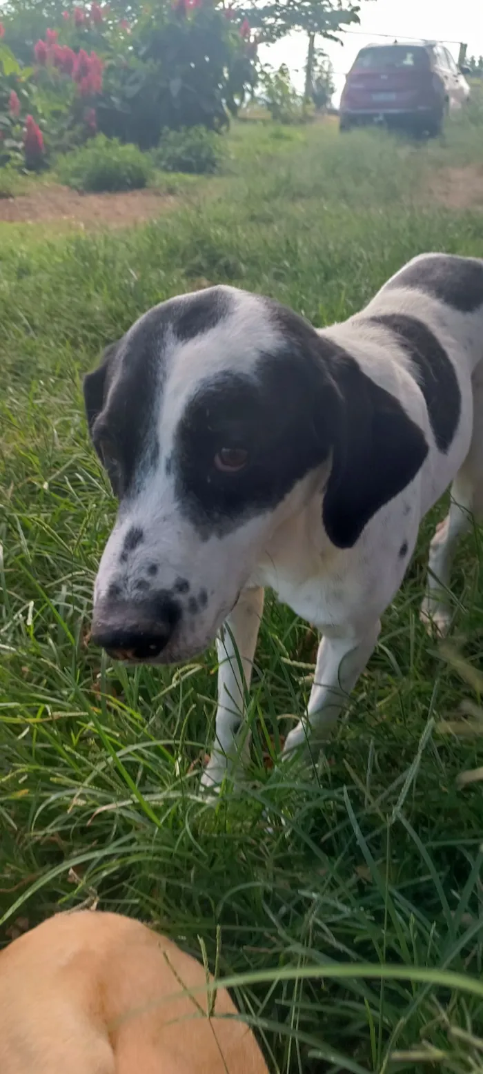 Cachorro raça SRD-ViraLata idade 4 anos nome Floquinho