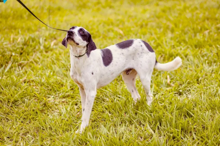Cachorro raça SRD-ViraLata idade 4 anos nome Floquinho