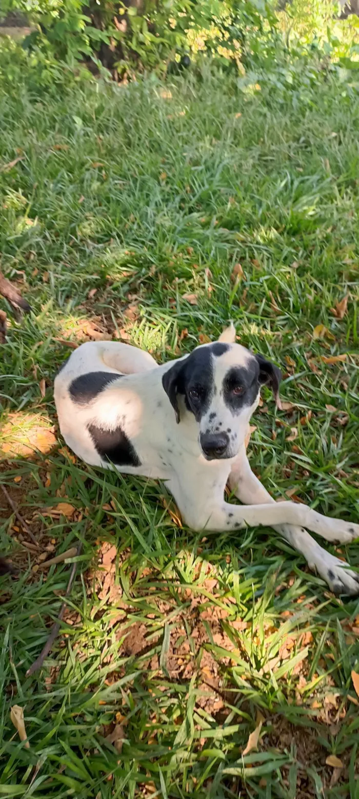 Cachorro raça SRD-ViraLata idade 4 anos nome Floquinho