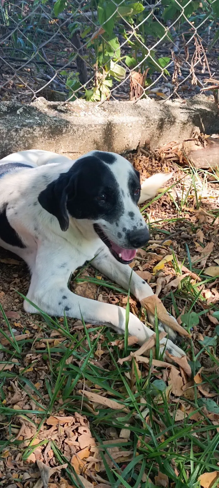 Cachorro raça SRD-ViraLata idade 4 anos nome Floquinho
