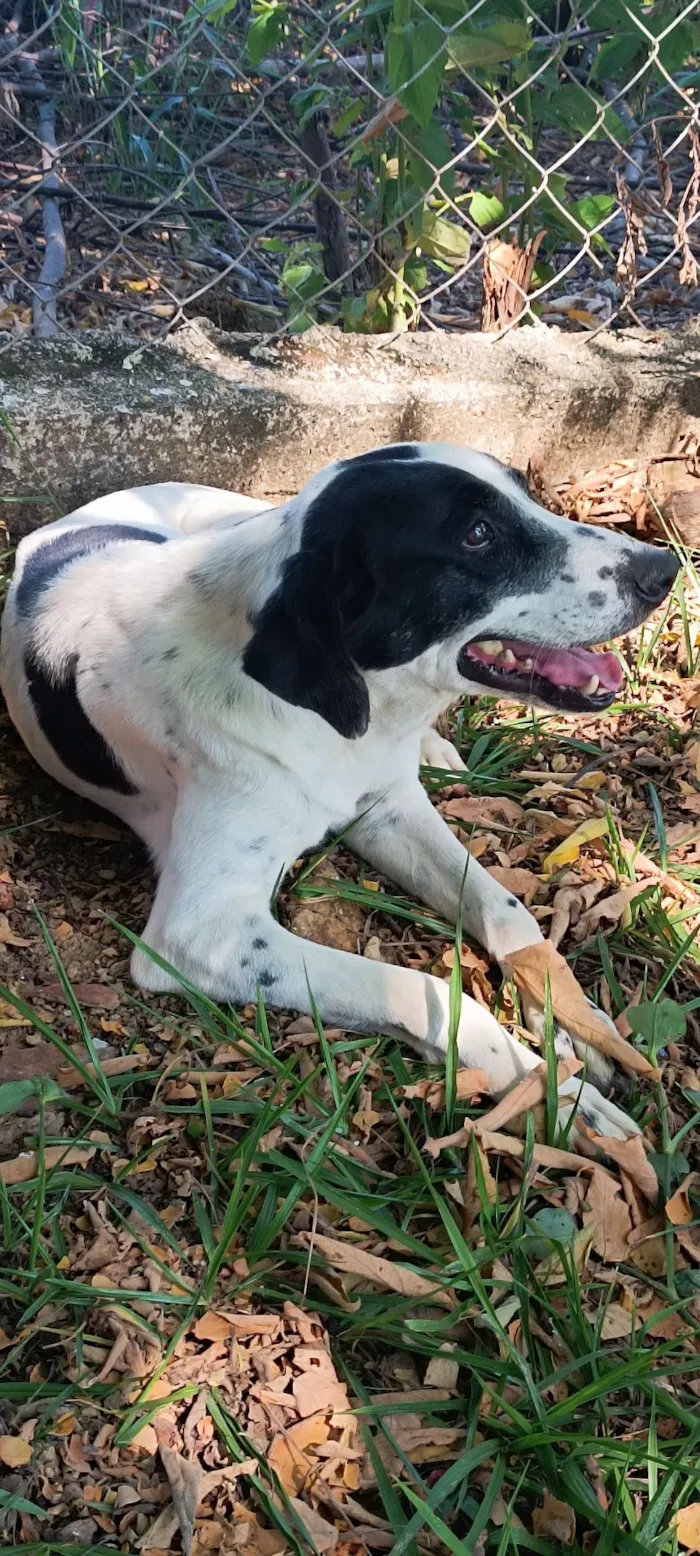 Cachorro raça SRD-ViraLata idade 4 anos nome Floquinho