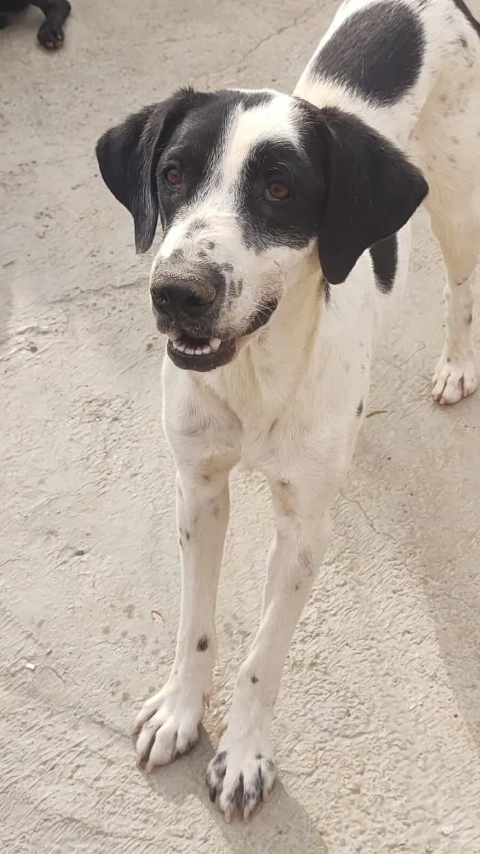 Cachorro raça SRD-ViraLata idade 4 anos nome Floquinho