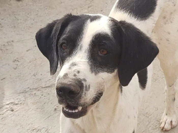 Cachorro raça SRD-ViraLata idade 4 anos nome Floquinho