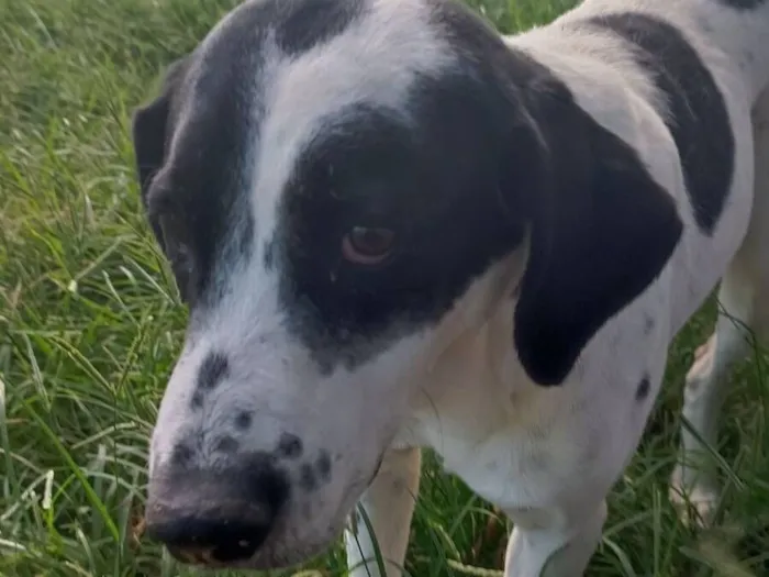 Cachorro raça SRD-ViraLata idade 4 anos nome Floquinho