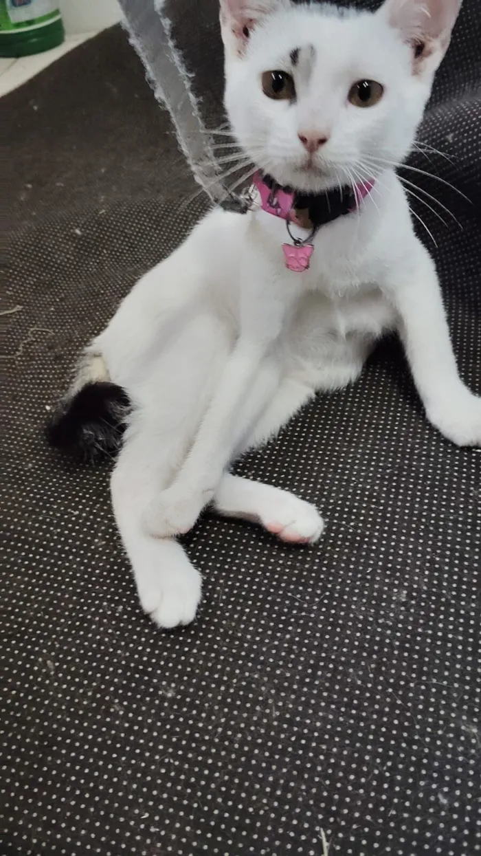 Gato raça Exótico idade 2 a 6 meses nome Zara