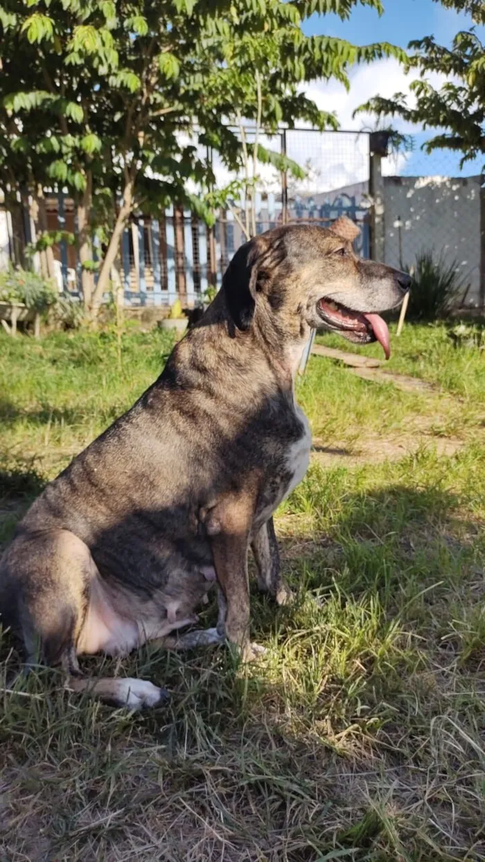 Cachorro raça SRD-ViraLata idade 6 ou mais anos nome Nina