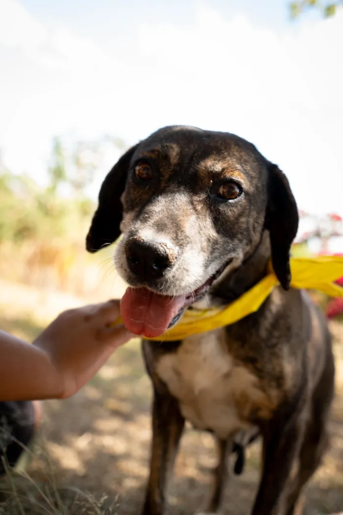 Cachorro raça SRD-ViraLata idade 6 ou mais anos nome Nina