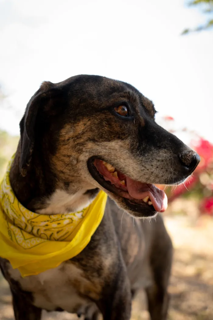Cachorro raça SRD-ViraLata idade 6 ou mais anos nome Nina