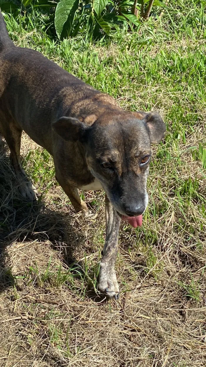 Cachorro raça SRD-ViraLata idade 6 ou mais anos nome Nina