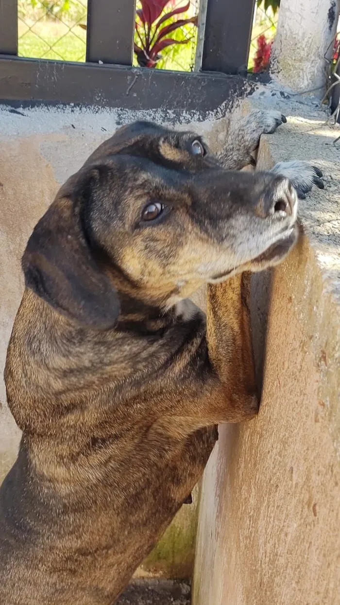 Cachorro raça SRD-ViraLata idade 6 ou mais anos nome Nina