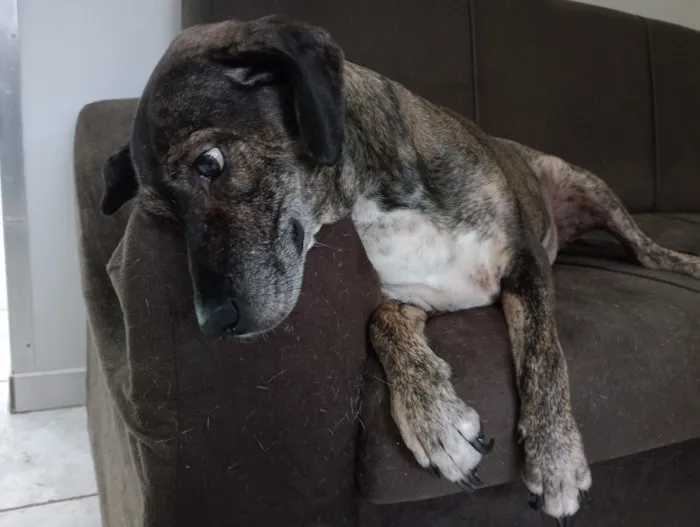 Cachorro raça SRD-ViraLata idade 6 ou mais anos nome Nina