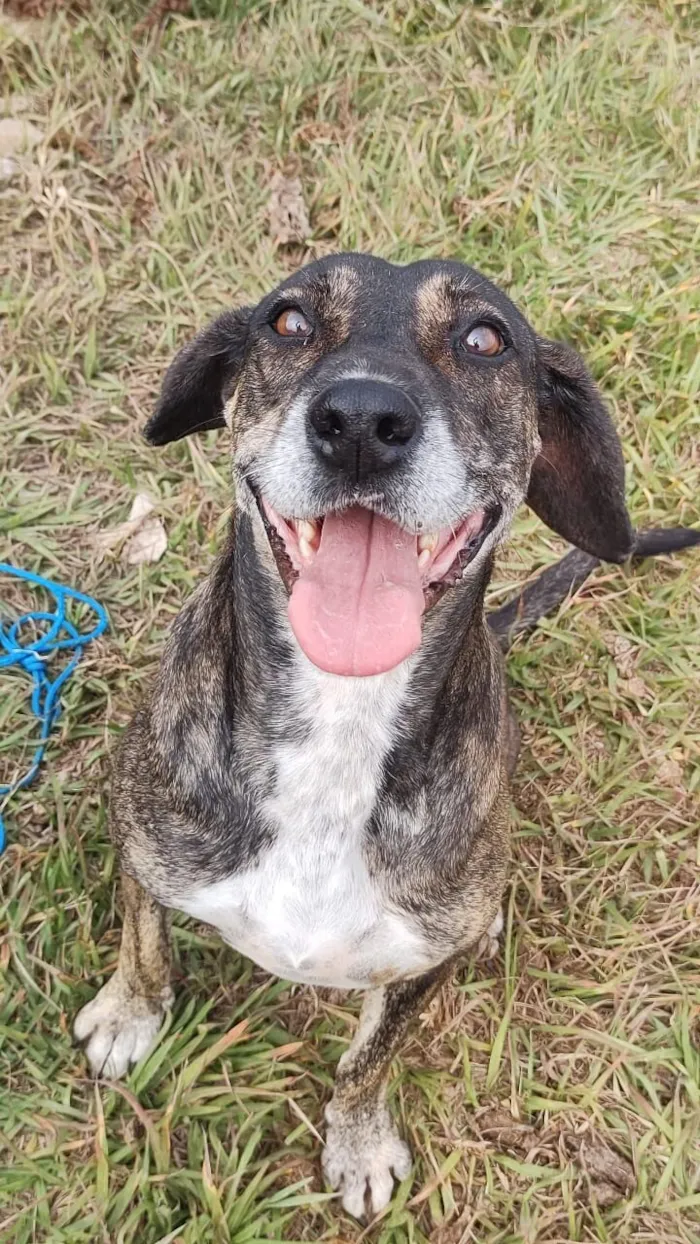 Cachorro raça SRD-ViraLata idade 6 ou mais anos nome Nina