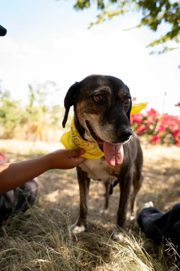 Cachorro raça SRD-ViraLata idade 6 ou mais anos nome Nina