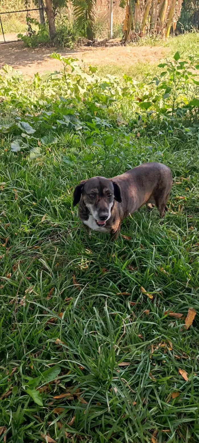 Cachorro raça SRD-ViraLata idade 6 ou mais anos nome Nina