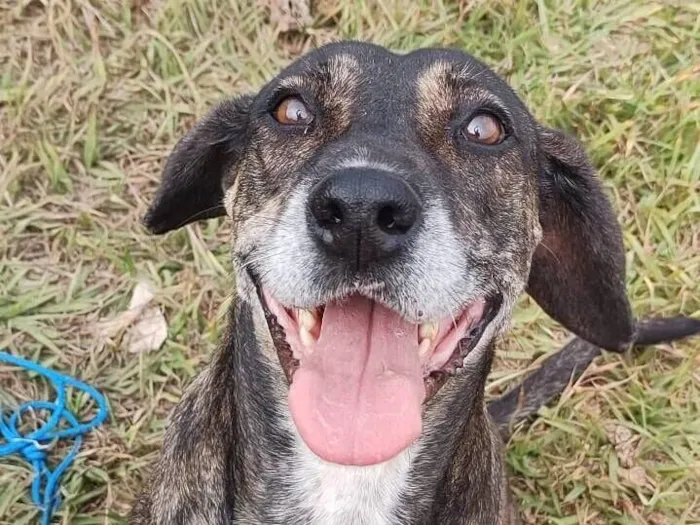 Cachorro raça SRD-ViraLata idade 6 ou mais anos nome Nina