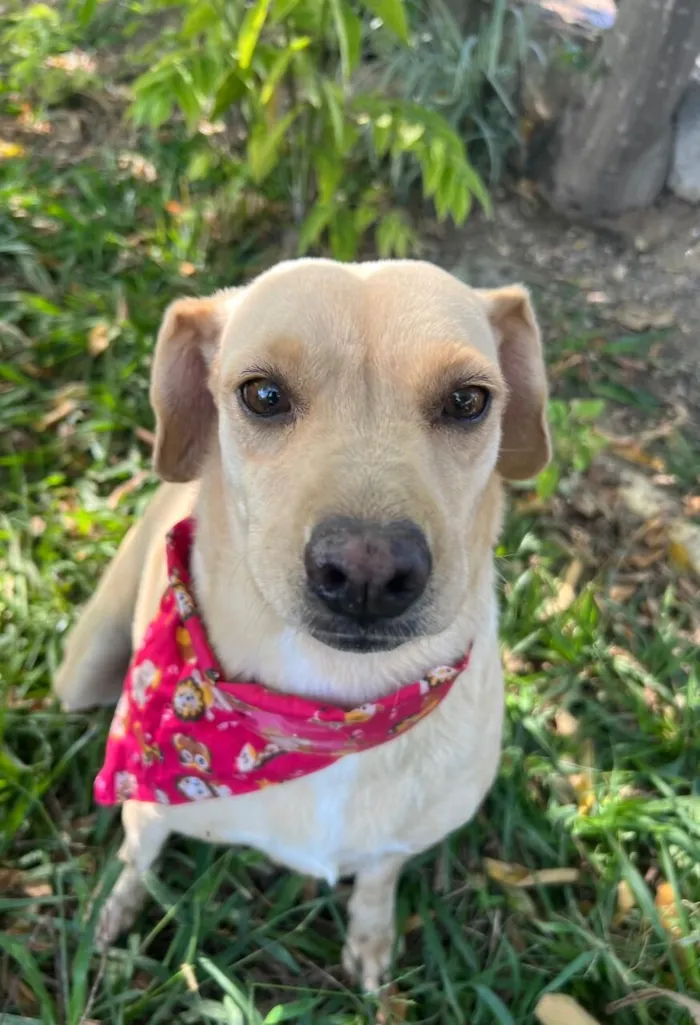 Cachorro raça SRD-ViraLata idade 4 anos nome Lilás 