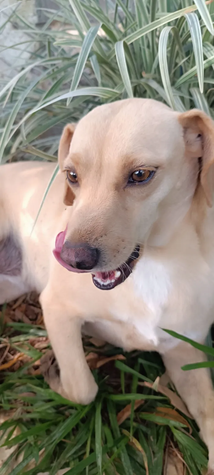 Cachorro raça SRD-ViraLata idade 4 anos nome Lilás 