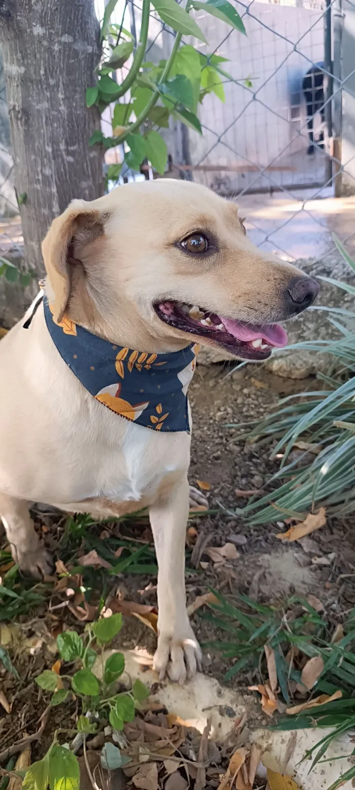 Cachorro raça SRD-ViraLata idade 4 anos nome Lilás 