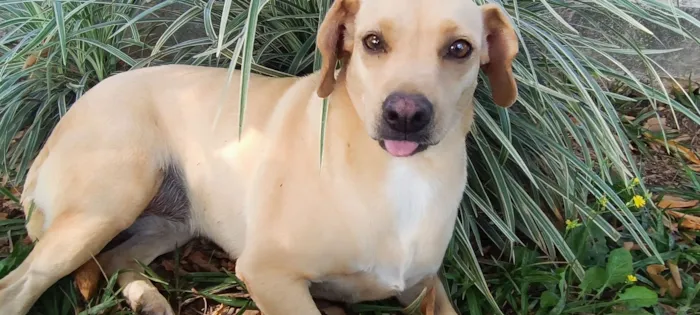 Cachorro raça SRD-ViraLata idade 4 anos nome Lilás 