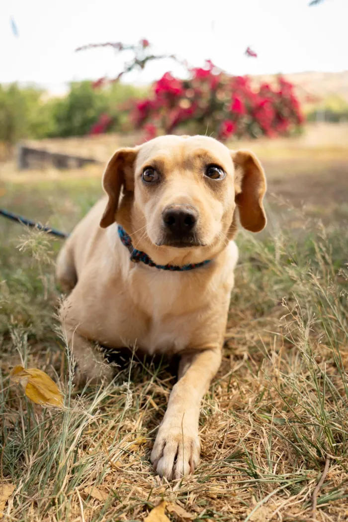 Cachorro raça SRD-ViraLata idade 4 anos nome Lilás 