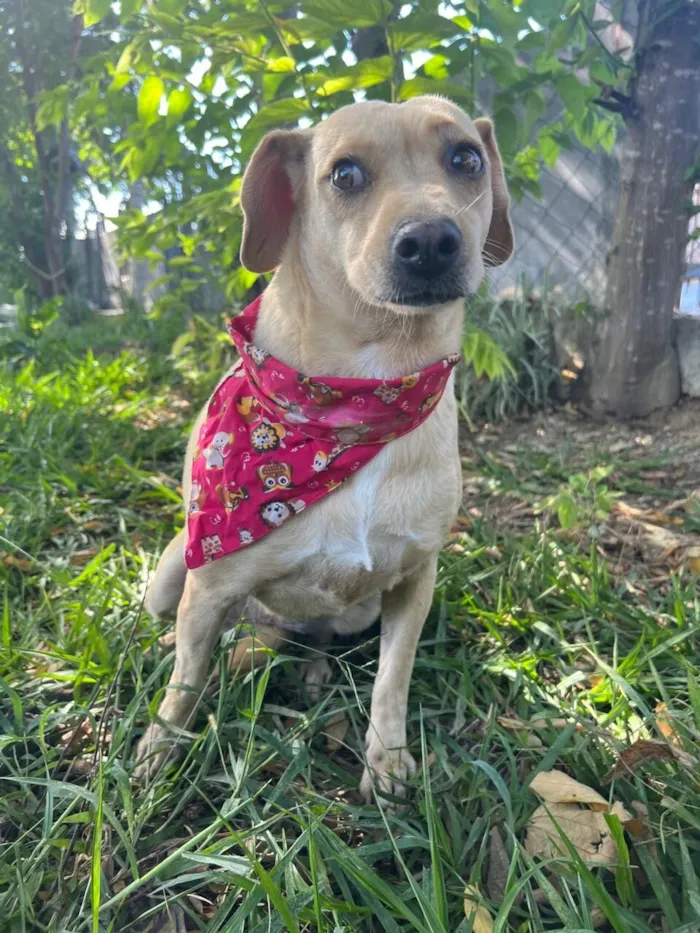 Cachorro raça SRD-ViraLata idade 4 anos nome Lilás 