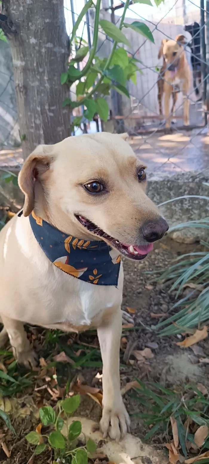 Cachorro raça SRD-ViraLata idade 4 anos nome Lilás 